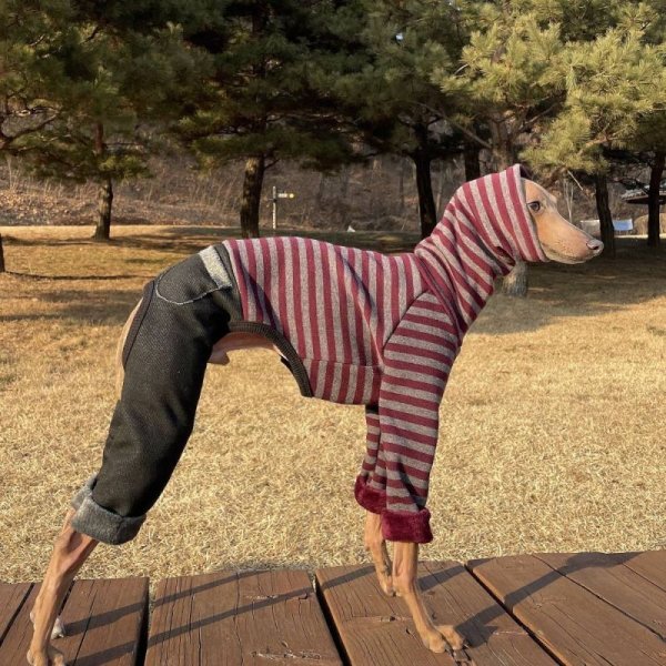 画像14: イタグレ服 S M L XL 2XL 3XL ボーダー 起毛ストライプデニム ロンパース つなぎ 小型犬 中型犬 大型犬 春 秋 冬服 doggystar ドッギースター 即日発送できます。 (14)