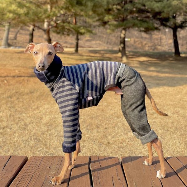 画像15: イタグレ服 S M L XL 2XL 3XL ボーダー 起毛ストライプデニム ロンパース つなぎ 小型犬 中型犬 大型犬 春 秋 冬服 doggystar ドッギースター 即日発送できます。 (15)