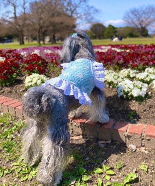 画像16: 犬 服 フリフリ おしゃれ 夏 XS  S  M  L  XL 小型犬 中型犬 かわいい デイジー柄 チェック ショート タンクトップ doggystar ドッギースター  即日発送出来ます (16)