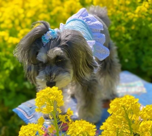 画像14: 犬 服 フリフリ おしゃれ 夏 XS  S  M  L  XL 小型犬 中型犬 かわいい デイジー柄 チェック ショート タンクトップ doggystar ドッギースター  即日発送出来ます (14)