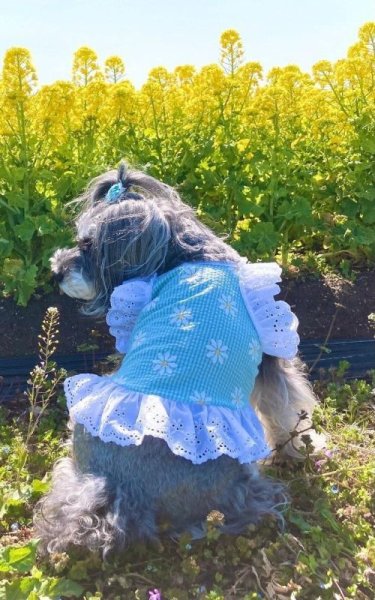 画像18: 犬 服 フリフリ おしゃれ 夏 XS  S  M  L  XL 小型犬 中型犬 かわいい デイジー柄 チェック ショート タンクトップ doggystar ドッギースター  即日発送出来ます (18)