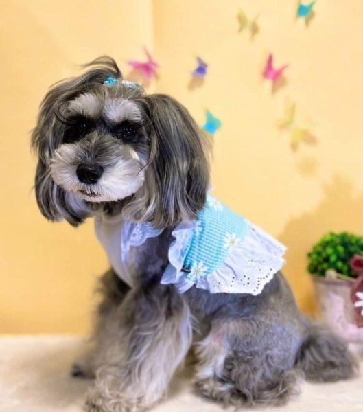 画像12: 犬 服 フリフリ おしゃれ 夏 XS  S  M  L  XL 小型犬 中型犬 かわいい デイジー柄 チェック ショート タンクトップ doggystar ドッギースター  即日発送出来ます (12)