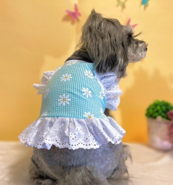 画像13: 犬 服 フリフリ おしゃれ 夏 XS  S  M  L  XL 小型犬 中型犬 かわいい デイジー柄 チェック ショート タンクトップ doggystar ドッギースター  即日発送出来ます (13)