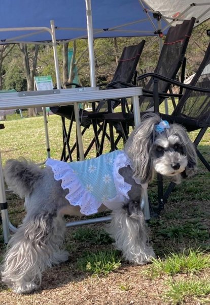 画像15: 犬 服 フリフリ おしゃれ 夏 XS  S  M  L  XL 小型犬 中型犬 かわいい デイジー柄 チェック ショート タンクトップ doggystar ドッギースター  即日発送出来ます (15)