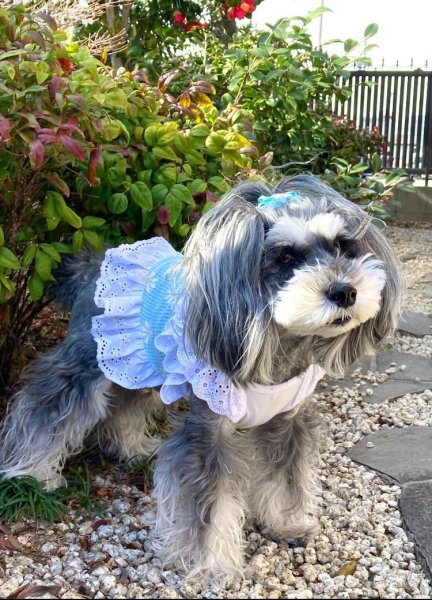 画像17: 犬 服 フリフリ おしゃれ 夏 XS  S  M  L  XL 小型犬 中型犬 かわいい デイジー柄 チェック ショート タンクトップ doggystar ドッギースター  即日発送出来ます (17)