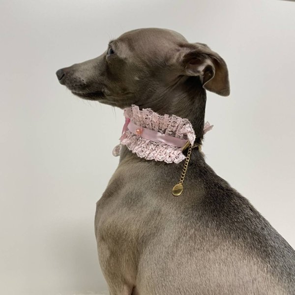 画像13: イタグレネックレス 小型犬 中型犬 春夏秋冬  レースチョーカー doggystar ドッギースター 即日発送できます (13)