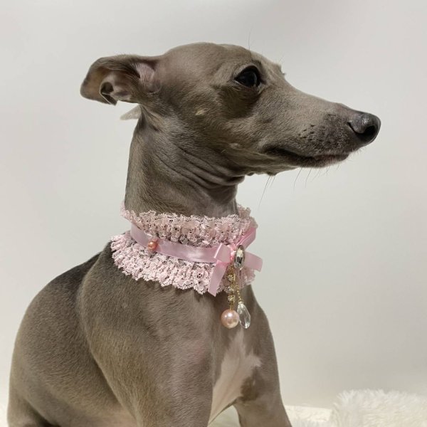 画像12: イタグレネックレス 小型犬 中型犬 春夏秋冬  レースチョーカー doggystar ドッギースター 即日発送できます (12)