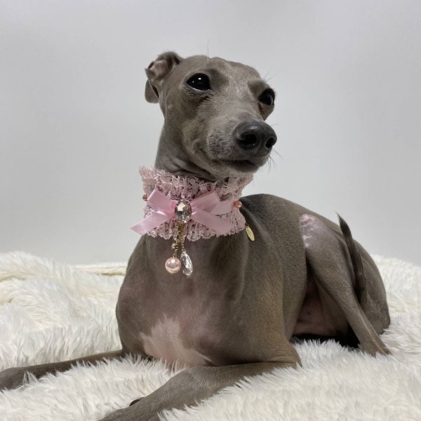 画像14: イタグレネックレス 小型犬 中型犬 春夏秋冬  レースチョーカー doggystar ドッギースター 即日発送できます (14)