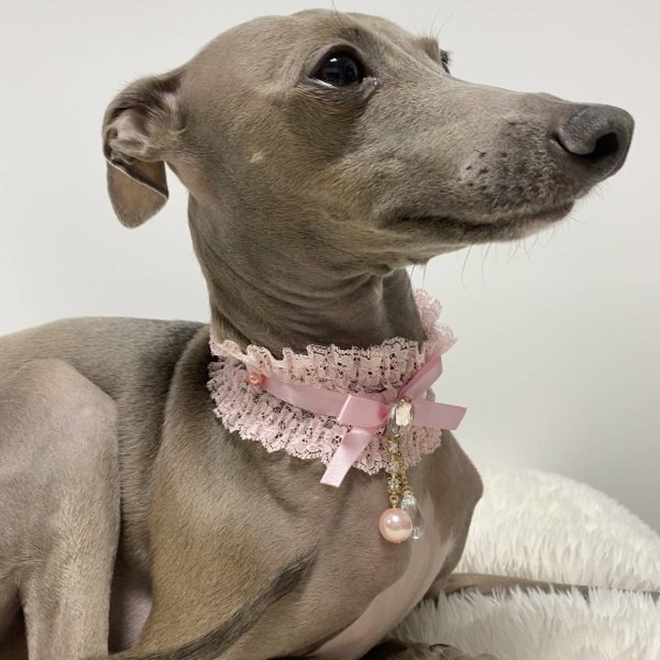 画像11: イタグレネックレス 小型犬 中型犬 春夏秋冬  レースチョーカー doggystar ドッギースター 即日発送できます (11)