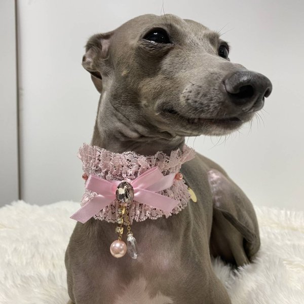画像4: イタグレネックレス 小型犬 中型犬 春夏秋冬  レースチョーカー doggystar ドッギースター 即日発送できます (4)