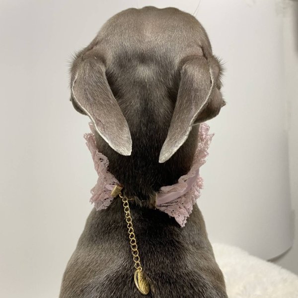 画像16: イタグレネックレス 小型犬 中型犬 春夏秋冬  レースチョーカー doggystar ドッギースター 即日発送できます (16)