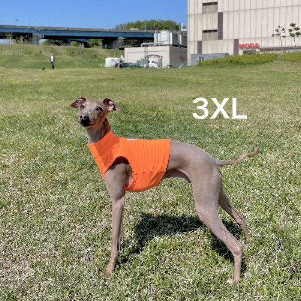 画像1: ウィペット服 3XL 大型犬 夏服 蛍光色 クロップドトップス doggystar イタグレ服  (1)