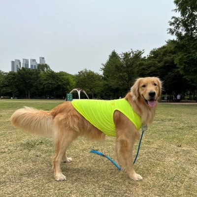 画像2: 犬服 接触 冷感 Tシャツ スマイル 無地 S M L XL 小型犬 中型犬 ひんやり クール ベスト 熱中症対策 