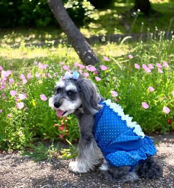 画像1: 犬服 ロンパース ショート丈 レース かぼちゃパンツ  可愛い シンプル  小型犬 中型犬 春夏秋 S M L XL   (1)