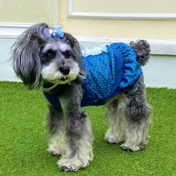 画像14: 犬服 ロンパース ショート丈 レース かぼちゃパンツ 可愛い シンプル  小型犬 中型犬 春夏秋 S M L XL doggystar ドッギースター   (14)