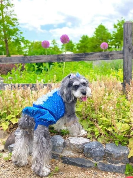 画像15: 犬服 ロンパース ショート丈 レース かぼちゃパンツ 可愛い シンプル  小型犬 中型犬 春夏秋 S M L XL doggystar ドッギースター   (15)