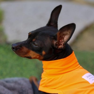画像2: 犬服 メッシュ クロップドトップス Tシャツ S M L XL 小型犬 中型犬 夏 涼しい 熱中症対策 doggystar ドッギースター