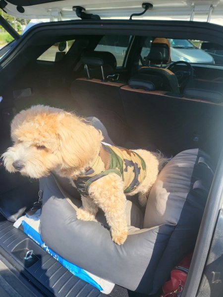 画像18: 犬服 セール メッシュ クロップドトップス Tシャツ S M L XL 小型犬 中型犬 夏 涼しい 熱中症対策 doggystar ドッギースター即日発送出来ます (18)