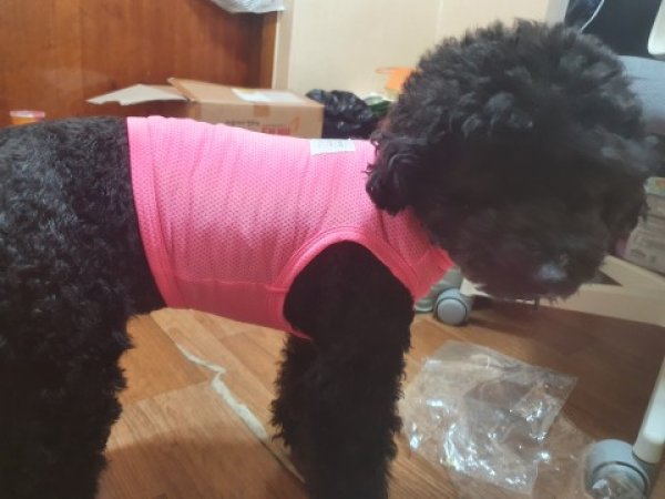 画像1: 犬服 メッシュ クロップドトップス Tシャツ S M L XL 小型犬 中型犬 夏 涼しい 熱中症対策 doggystar ドッギースター (1)