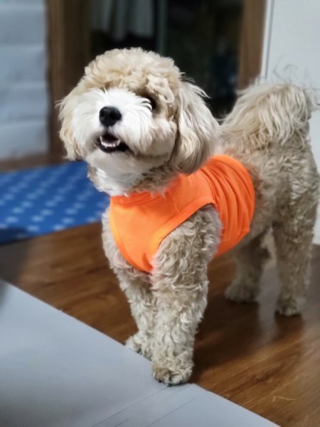 画像17: 犬服 セール メッシュ クロップドトップス Tシャツ S M L XL 小型犬 中型犬 夏 涼しい 熱中症対策 doggystar ドッギースター即日発送出来ます (17)