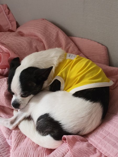 画像15: 犬服 メッシュ クール クロップドトップス Tシャツ S M L XL 接触 冷感 小型犬 中型犬 夏 涼しい 熱中症対策 doggystar ドッギースター即日発送できます (15)