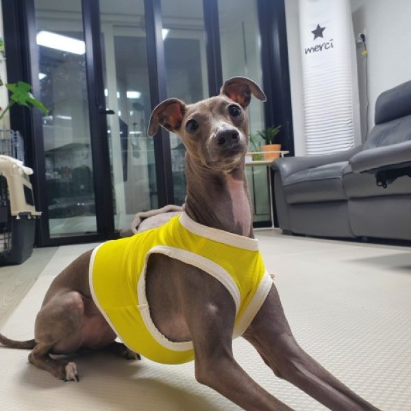 画像14: 犬服 メッシュ クール クロップドトップス Tシャツ S M L XL 接触 冷感 小型犬 中型犬 夏 涼しい 熱中症対策 doggystar ドッギースター即日発送できます (14)