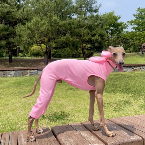 画像14: イタグレ服 S M L XL 2XL 3XL スカーフ付 接触冷感 クール ロンパース つなぎ 小型犬 中型犬 大型犬 春夏 doggystar ドッギースター 即日発送 (14)