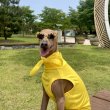 画像15: イタグレ服 S M L XL 小型犬 中型犬 春夏 doggystar スカーフ付 接触冷感 クール ロンパース つなぎ 即日発送 (15)