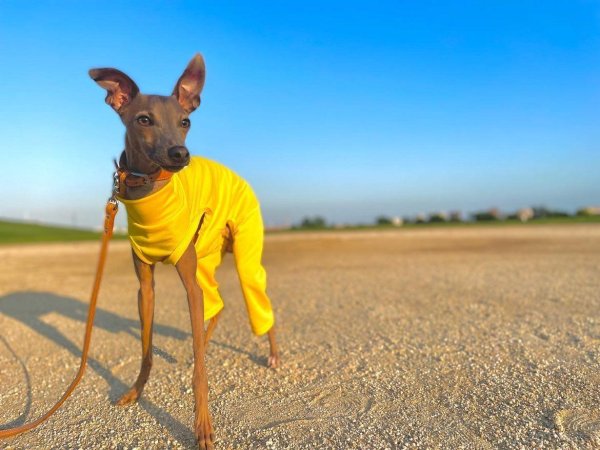 画像16: イタグレ服 S M L XL 2XL 3XL 接触冷感 クール ロンパース つなぎ 小型犬 中型犬 大型犬 春夏 doggystar ドッギースター 即日発送 (16)