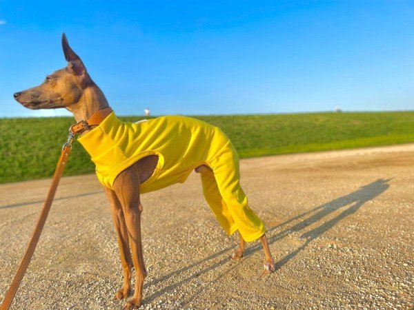 画像15: イタグレ服 S M L XL 2XL 3XL 接触冷感 クール ロンパース つなぎ 小型犬 中型犬 大型犬 春夏 doggystar ドッギースター 即日発送 (15)