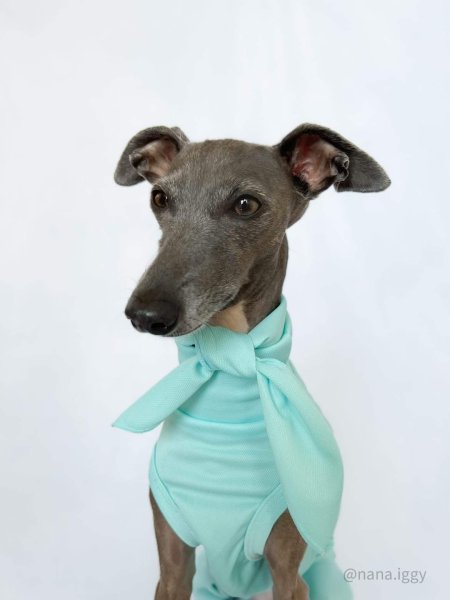 画像19: イタグレ服 S M L XL 2XL 3XL スカーフ付 接触冷感 クール ロンパース つなぎ 小型犬 中型犬 大型犬 春夏 doggystar ドッギースター 即日発送 (19)