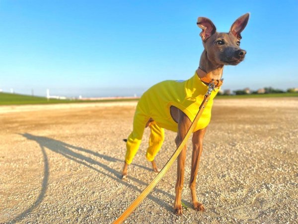 画像16: イタグレ服 S M L XL 2XL 3XL スカーフ付 接触冷感 クール ロンパース つなぎ 小型犬 中型犬 大型犬 春夏 doggystar ドッギースター 即日発送 (16)