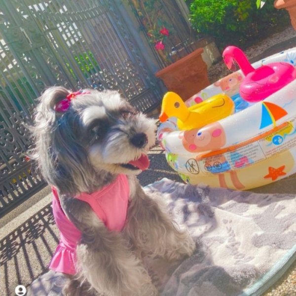 画像18: 犬服  夏 XS S M L XL 小型犬 中型犬 接触 冷感 ひんやり クール ワンピース doggystar ドッギースター  即日出荷出来ます (18)