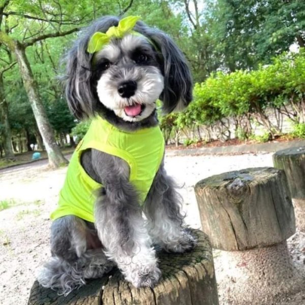 画像1: 犬服 接触 冷感 Tシャツ スマイル 無地 S M L XL 2XL 3XL 4XL 5XL 6XL小型犬 中型犬 大型犬 ひんやり クール ベスト スカーフ付き 熱中症対策 doggystar ドッギースター 即日発送出来ます (1)
