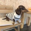 画像13: ダックスフンド 服 Tシャツ ボーダー 小型犬 中型犬 S M L XL 春夏秋冬 ダックス おしゃれ 犬 洋服 doggystar ドッギースター 即日発送致します (13)