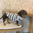 画像14: ダックスフンド 服 Tシャツ ボーダー 小型犬 中型犬 S M L XL 春夏秋冬 ダックス おしゃれ 犬 洋服 doggystar ドッギースター 即日発送致します (14)