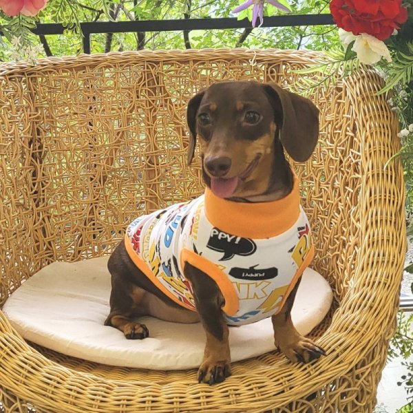 画像15: ダックスフンド 服 セール Tシャツ コミック柄 小型犬 中型犬 S M L XL 春夏秋冬 ダックス おしゃれ 犬 洋服  doggystar ドッギースター 即日発送致します (15)