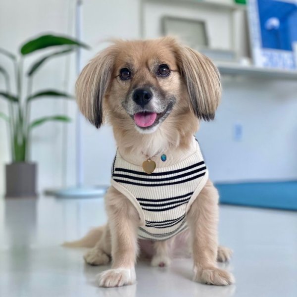 画像1: 犬服 ボーダー フランス シンプル Tシャツ 小型 犬 中型 犬 春夏秋冬 袖なし おしゃれ ペット服 doggystar 即日発送致します (1)