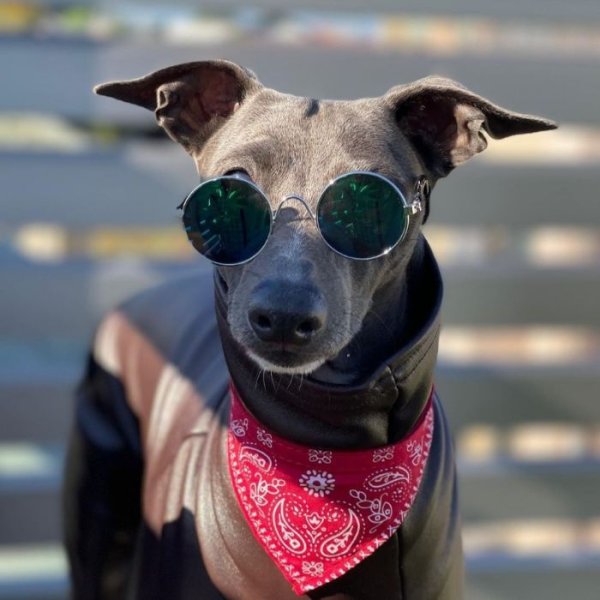 画像15: イタグレ 服 S M L XL 2XL 3XL 起毛 レザーミンク ロンパース 小型犬 中型犬 大型犬 秋 冬服 doggystar ドッギースター 即日発送出来ます (15)