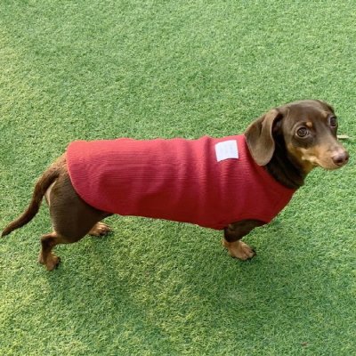 画像1: ダックスフンド 服 Tシャツ 無地 小型犬 中型犬 S M L XL 春夏秋冬 ダックス おしゃれ 犬 洋服 doggystar ドッギースター 即日発送致します