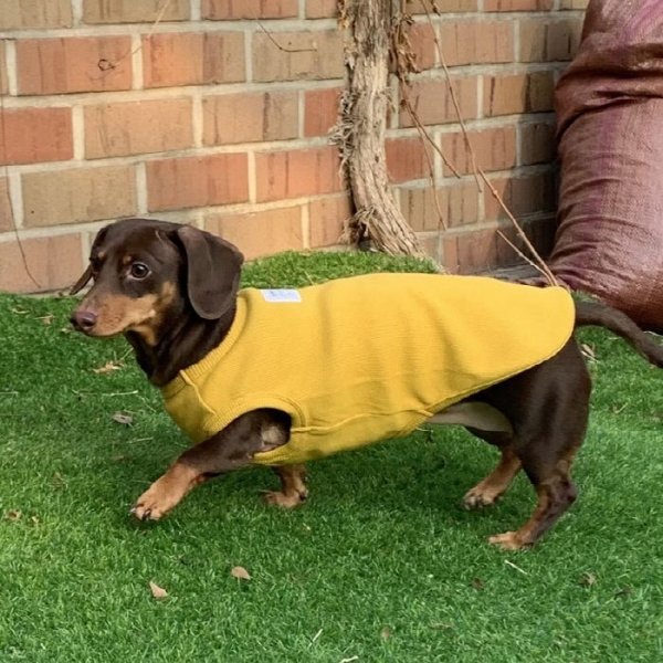 画像1: ダックスフンド 服 Tシャツ 無地 小型犬 中型犬 S M L XL 春夏秋冬 ダックス おしゃれ 犬 洋服 doggystar ドッギースター 即日発送致します (1)