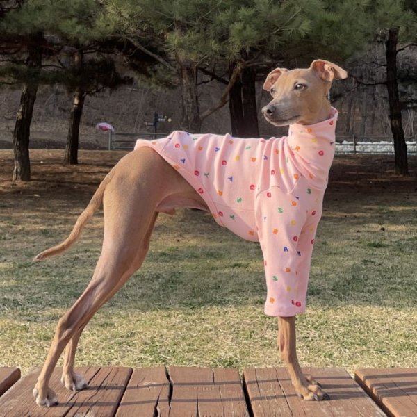 画像7: イタグレ服 アルファベットTシャツ S M L XL 2XL 3XL 小型犬 中型犬 春夏秋冬室内着 パジャマ doggystar ドッギースター 即日発送出来ます (7)