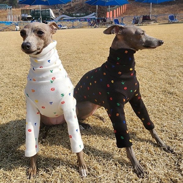 画像25: イタグレ服 アルファベットTシャツ S M L XL 2XL 3XL 小型犬 中型犬 春夏秋冬室内着 パジャマ doggystar ドッギースター 即日発送出来ます (25)