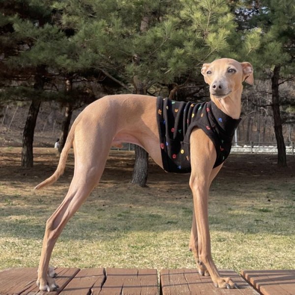 画像24: イタグレ服 S M L XL 2XL 3XL アルファベットクロップド トップス ショート丈Tシャツ 小型犬 中型犬 大型犬 春 夏服 doggystar ドッギースター 即日発送出来ます (24)