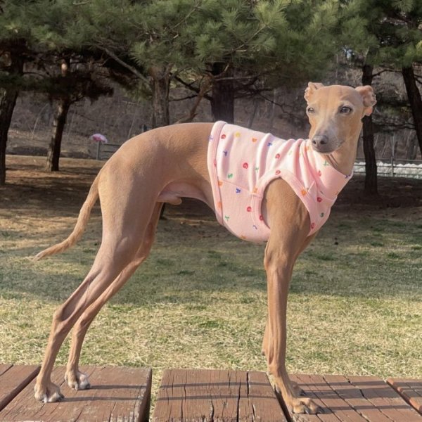 画像1: イタグレ服 S M L XL 小型犬 中型犬 春 夏服 doggystarアルファベットクロップド トップス ショート丈Tシャツ (1)