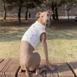 画像22: イタグレ服 S M L XL 小型犬 中型犬 春 夏服 doggystarアルファベットクロップド トップス ショート丈Tシャツ 即日発送出来ます (22)