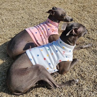 画像3: ウィペット服 3XL 大型犬 春 夏服 doggystarアルファベットクロップド トップス ショート丈Tシャツ