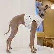 画像21: ベドリントンテリア服 2XL 中型犬 大型犬 春 夏服 doggystarアルファベットクロップド トップス ショート丈Tシャツ (21)