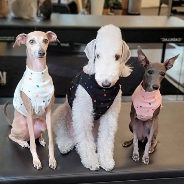 画像19: イタグレ服 S M L XL 2XL 3XL アルファベットクロップド トップス ショート丈Tシャツ 小型犬 中型犬 大型犬 春 夏服 doggystar ドッギースター 即日発送出来ます (19)