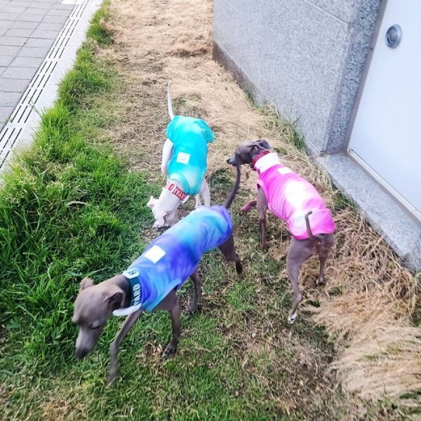 画像25: イタグレ服 S M L XL 2XL 3XL 接触冷感 クールベスト 小型犬 中型犬 大型犬 夏服 熱中症対策 doggystar ドッギースター 蛍光色 即日発送致します (25)